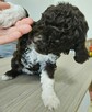 Szczenięta Lagotto Romagnolo - 9