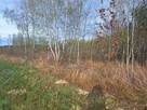 Sprzedam drzewo na pniu - 4