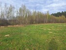 Sprzedam drzewo na pniu - 5