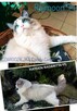 Kocięta ragdoll rodowód FPL - 2