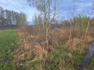 Sprzedam drzewo na pniu - 3