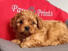 Cavapoo bez białych znaczeń - Cavalier & Pudel - 2