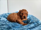 Cavapoo bez białych znaczeń - Cavalier & Pudel - 8