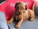 Cavapoo bez białych znaczeń - Cavalier & Pudel - 4