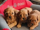 Cavapoo bez białych znaczeń - Cavalier & Pudel - 6