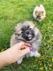 Szczenięta Pomeranian szpic miniaturowy - 5