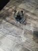Szczenięta Pomeranian szpic miniaturowy - 6