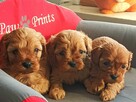 Cavapoo bez białych znaczeń - Cavalier & Pudel - 7