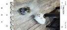 Szczenięta Pomeranian szpic miniaturowy - 4