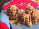 Cavapoo bez białych znaczeń - Cavalier & Pudel - 3