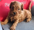 Cavapoo bez białych znaczeń - Cavalier & Pudel - 5