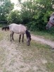 Sprzedam konik polski - 4