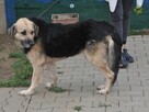 Kali- Psi senior czeka na właściciela! - 3