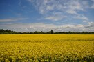 Działka inwestycyjna Kładno gm. Będzino Pleśna - 5