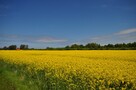 Działka inwestycyjna Kładno gm. Będzino Pleśna - 9