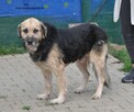 Kali- Psi senior czeka na właściciela! - 4