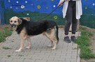Kali- Psi senior czeka na właściciela! - 6