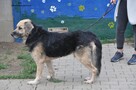 Kali- Psi senior czeka na właściciela! - 5