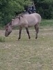 Sprzedam konik polski - 2