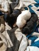 Szczenięta cocker spaniel angielski - 5