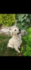 Reproduktor Golden Retriever - 2