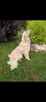 Reproduktor Golden Retriever - 3