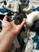 Szczenięta cocker spaniel angielski - 4