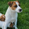 Jack Russell Terrier cudowne suczki, szczenięta, Asgard Team - 7