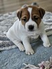 Jack Russell Terrier cudowne suczki, szczenięta, Asgard Team - 4