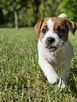 Jack Russell Terrier cudowne suczki, szczenięta, Asgard Team - 2