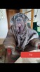 Do adopcji 4 let.mastif neapolitański czeka na dom - 3