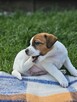 Jack Russell Terrier cudowne suczki, szczenięta, Asgard Team - 6