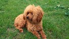 Pudel Toy Red reproduktor - 4