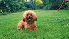 Pudel Toy Red reproduktor - 3