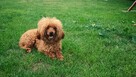 Pudel Toy Red reproduktor - 2