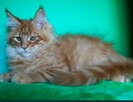 Kocurek Maine Coon rudy - 2