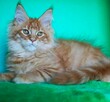 Kocurek Maine Coon rudy - 4