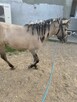 Konik polski - 4