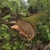 Drewno kominkowe / opałowe / budulec dł. / Jesion Dąb Świerk - 2