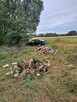 Wykonam usługi ogrodnicze, wycinki drzew - 5
