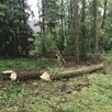 Drewno kominkowe / opałowe / budulec dł. / Jesion Dąb Świerk - 10