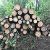 Drewno kominkowe / opałowe / budulec dł. / Jesion Dąb Świerk - 9