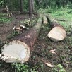 Drewno kominkowe / opałowe / budulec dł. / Jesion Dąb Świerk - 6