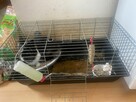 Królik miniaturka z klatką - 2