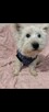Reproduktor West Highland White Terrier zaprasza - 3
