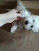 Reproduktor West Highland White Terrier zaprasza - 5
