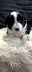 Border collie szczenięta z rodowodem - 3