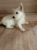 Reproduktor West Highland White Terrier zaprasza - 4