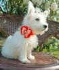 Reproduktor West Highland White Terrier zaprasza - 2