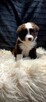 Border collie szczenięta z rodowodem - 2